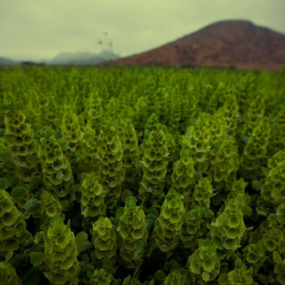 Молюцелла изумруд