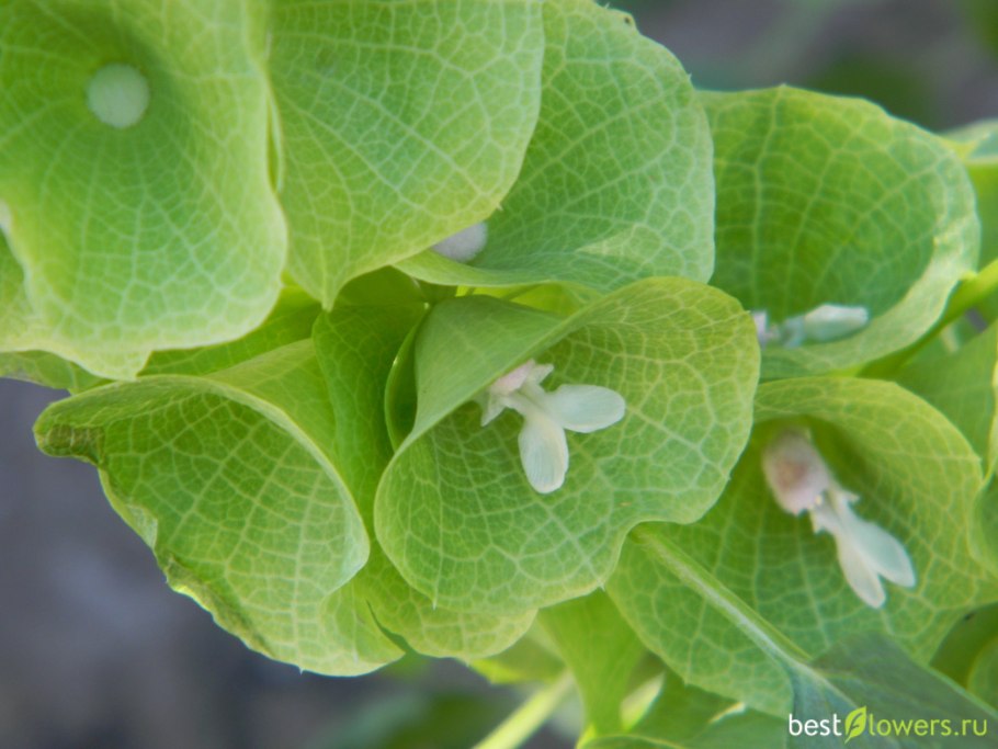 Молюцелла в букетах