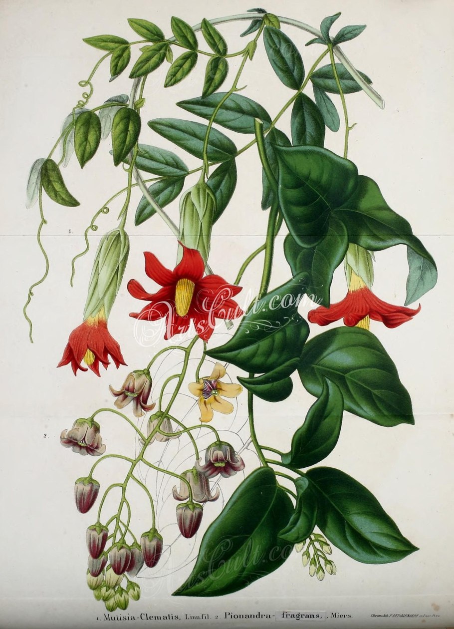 Лиана Ботаническая иллюстрация