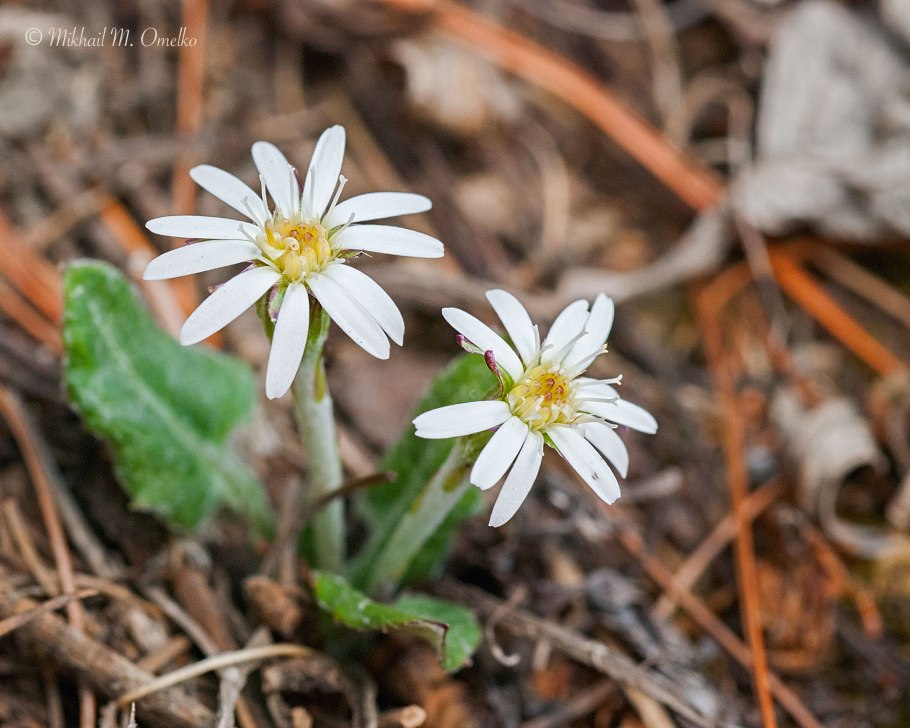 Мутисия ilicifolia