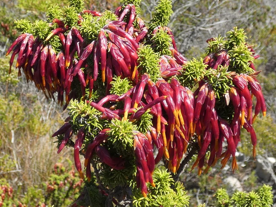 Мутисия (Mutisia)