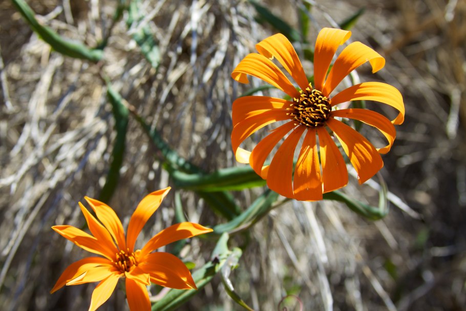 Лейбниция бестычинковая