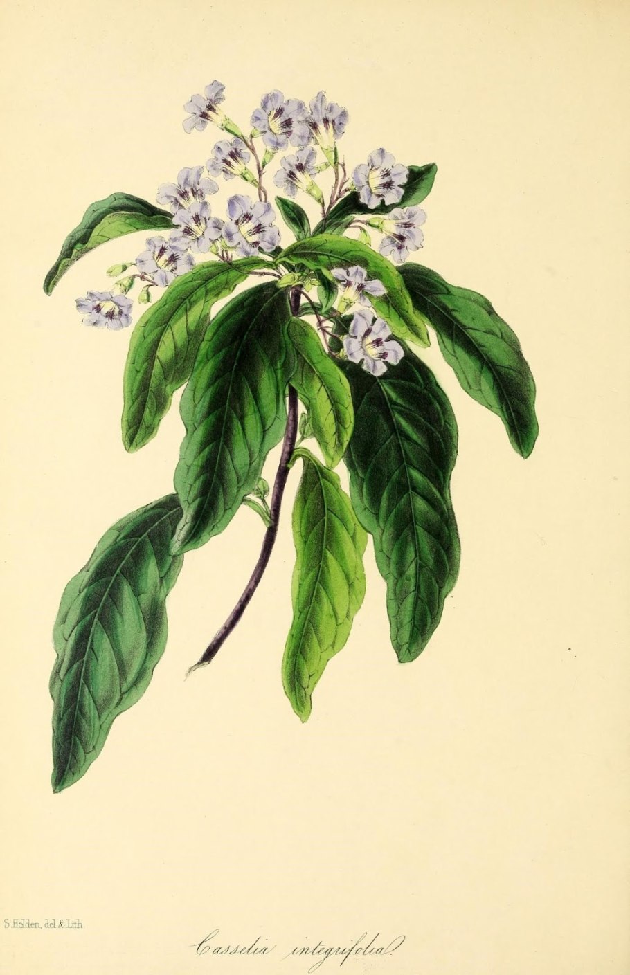 Карбюратор leader pz19jb