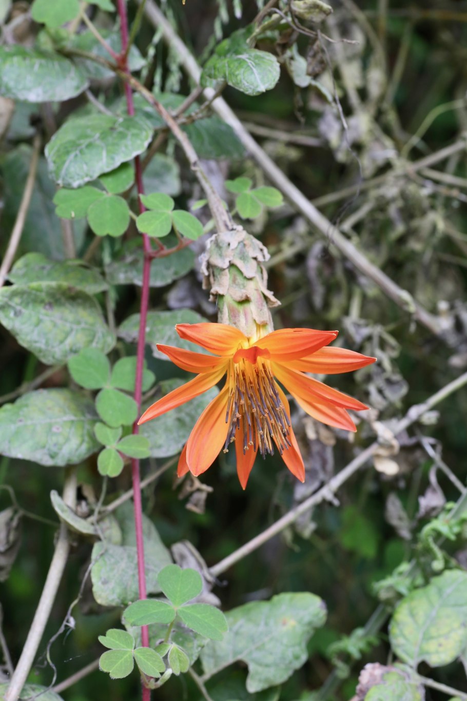 Scaphocephalus microcephala