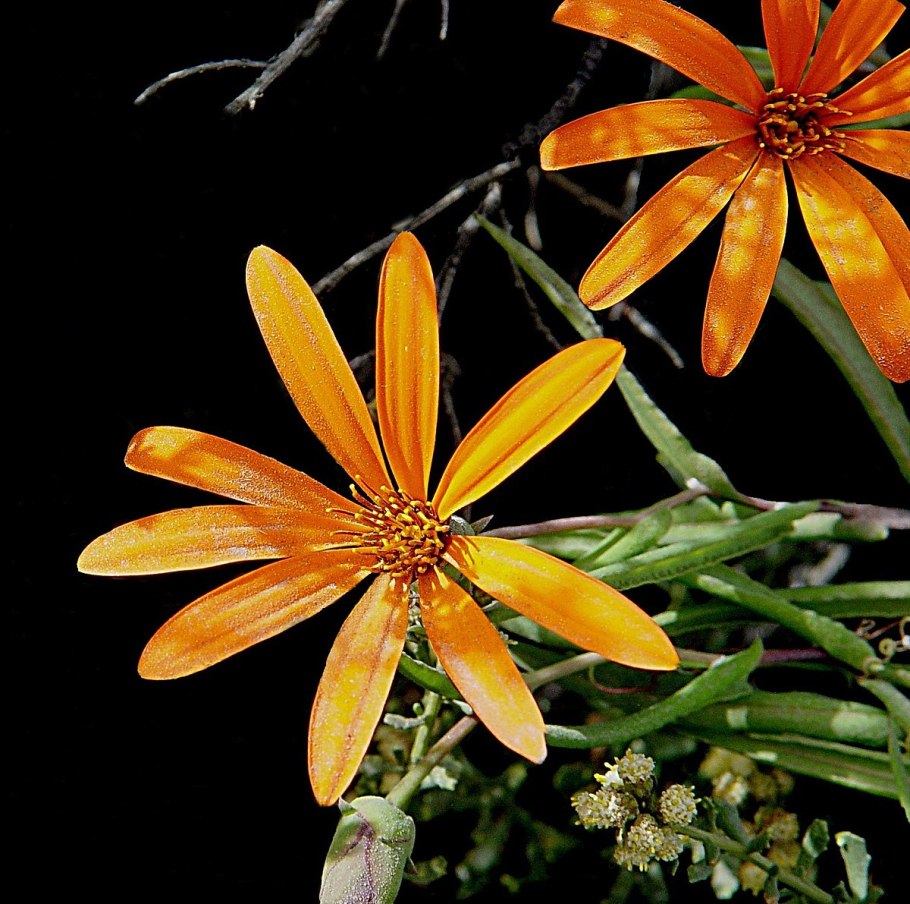 Мутизиевые (Mutisieae) формула вида