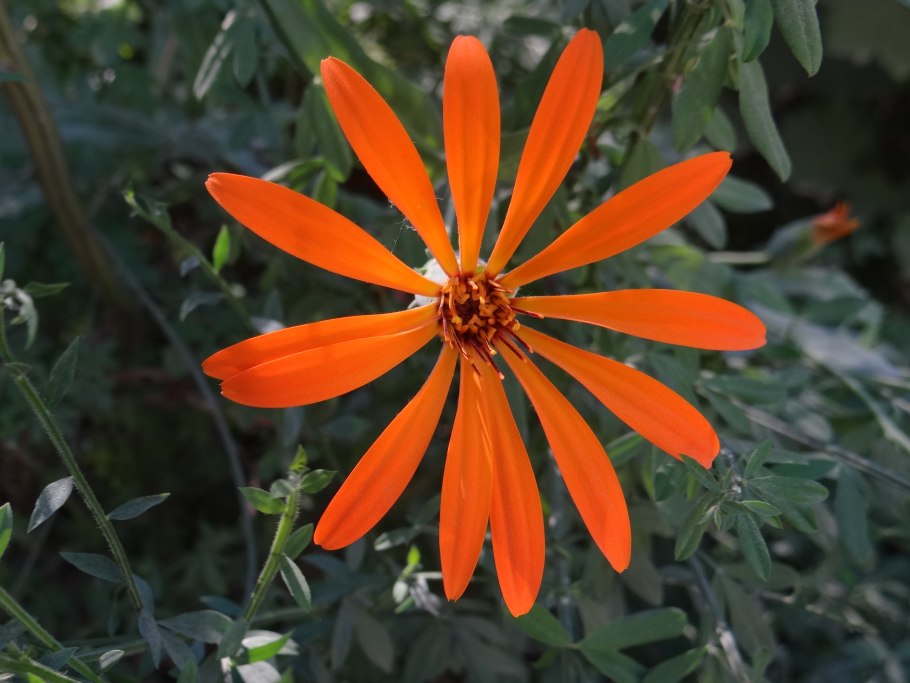 Мутисия ярко-красная