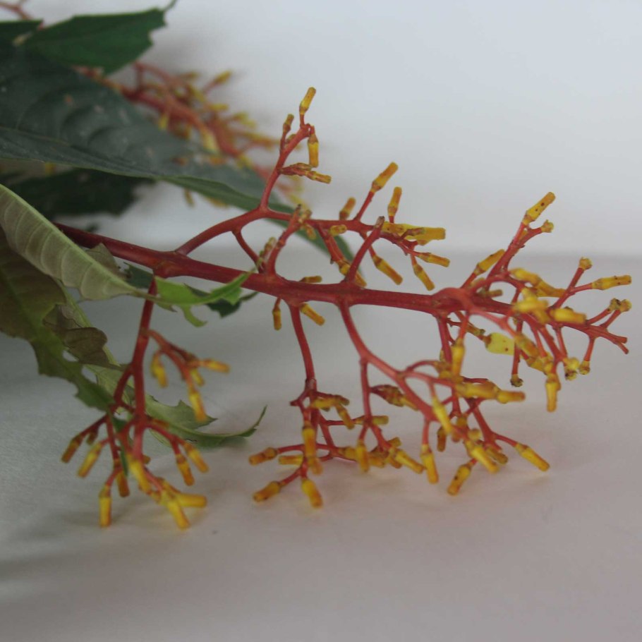 Мутизиевые Mutisieae