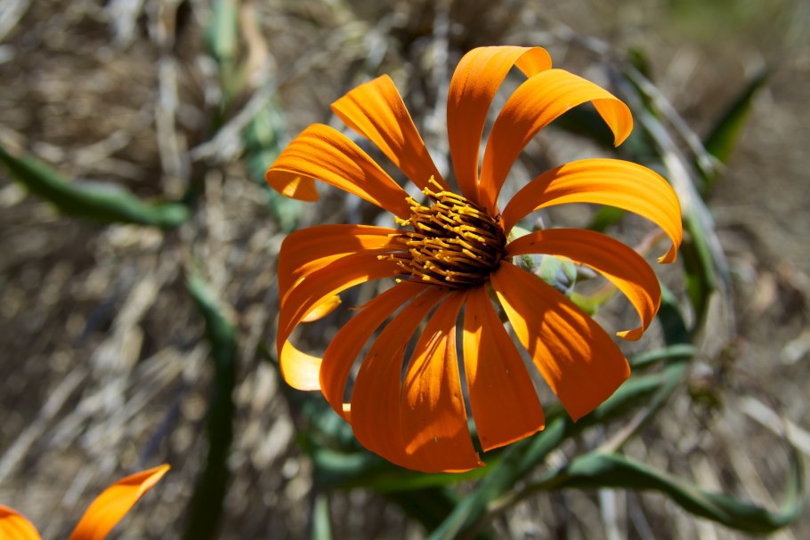 Джон Рескин Ботанические зарисовки
