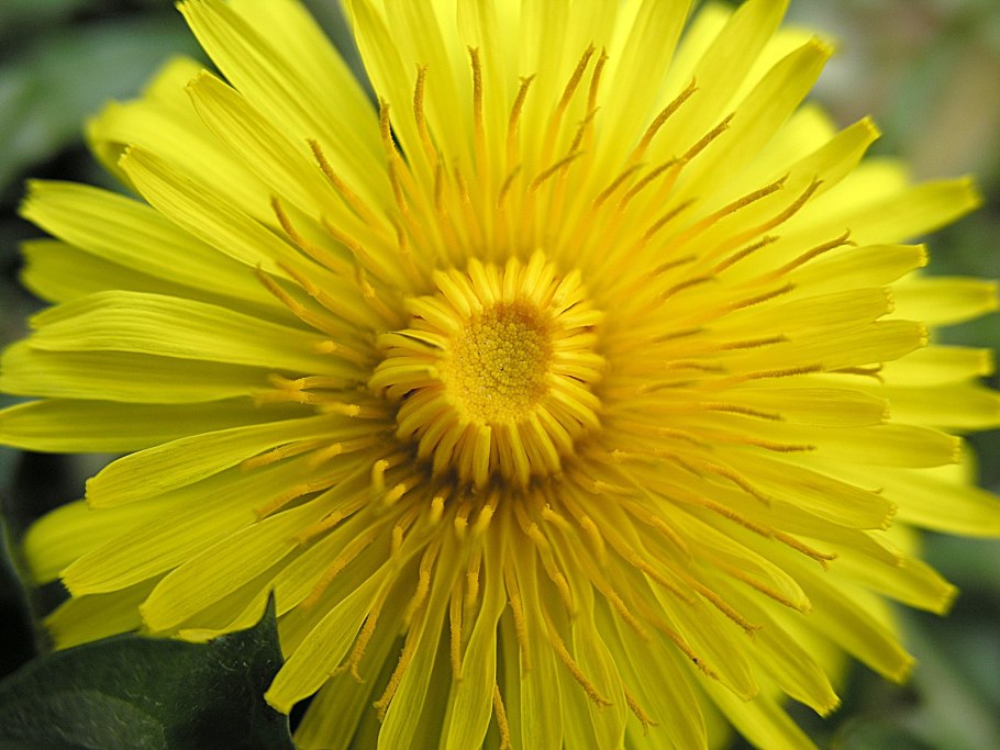 Камнеломка Saxifraga cuneifolia