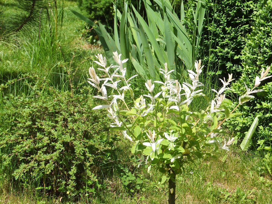 Lagotis integrifolia