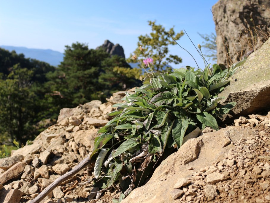 Трава Марь цельнолистная