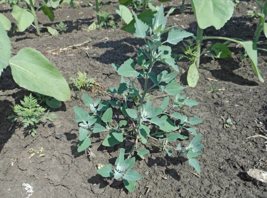 Марь красная – Chenopodium rubrum