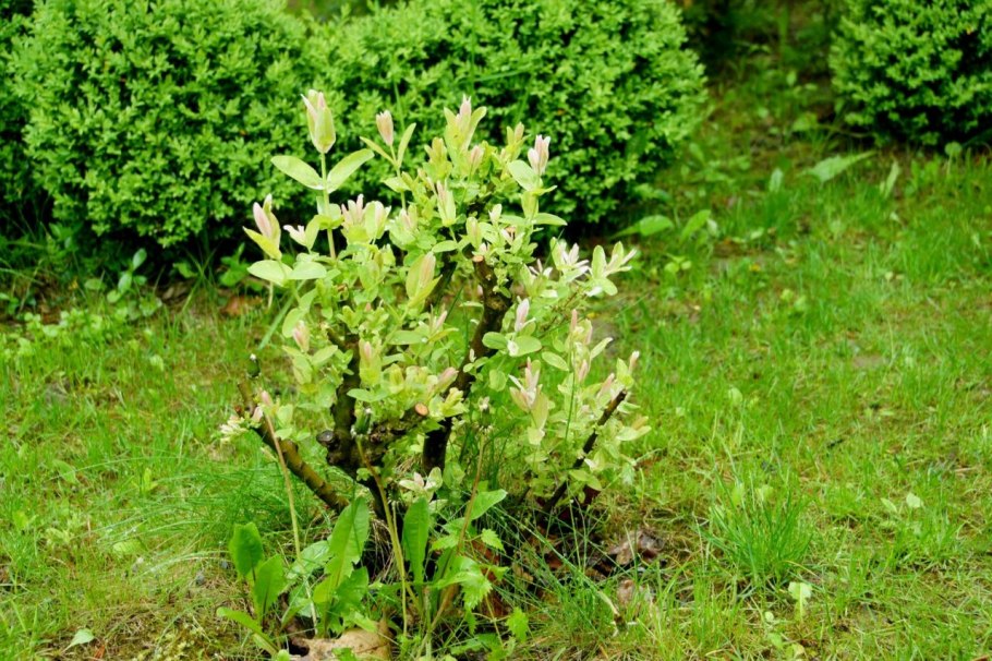 Марь амброзиевидная Цветущая