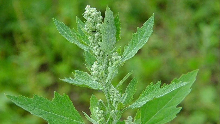 Фото Мари цельнолистная