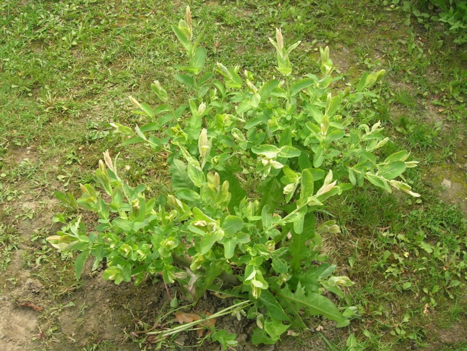 Chenopodium amaranticolor