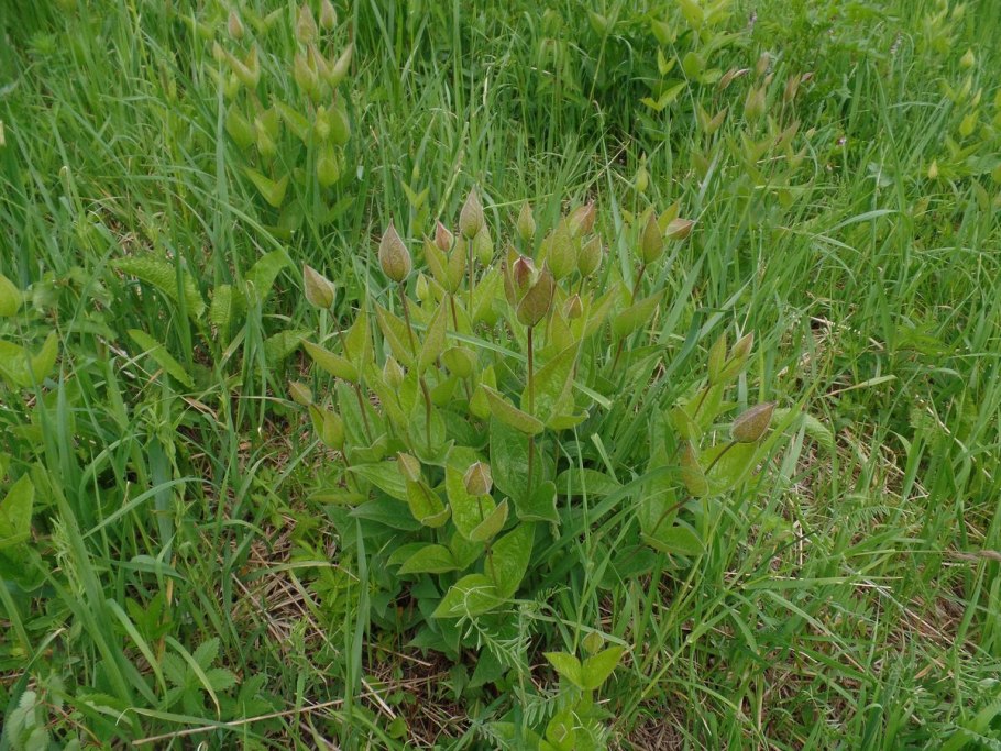 Марь красная – Chenopodium rubrum