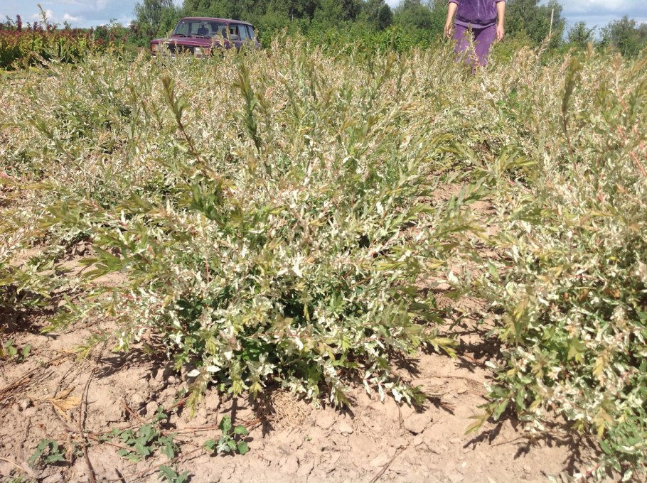 Марь сизая Плантариум