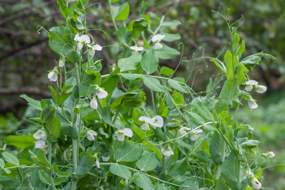 Вика посевная --- Vicia Sativa