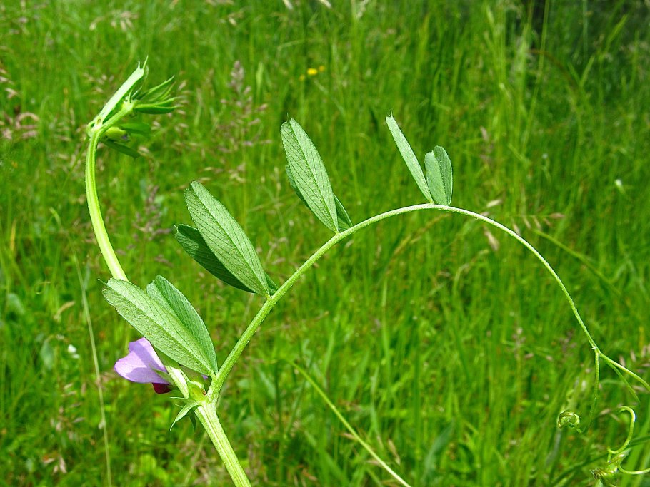 Горох полевой