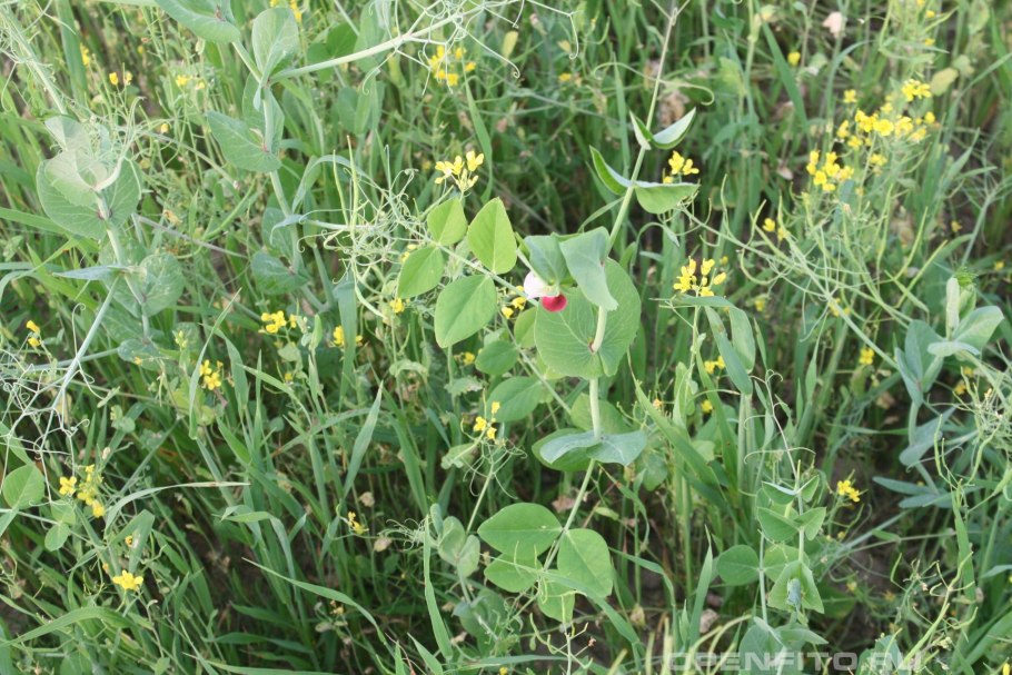 Вика Яровая сидерат