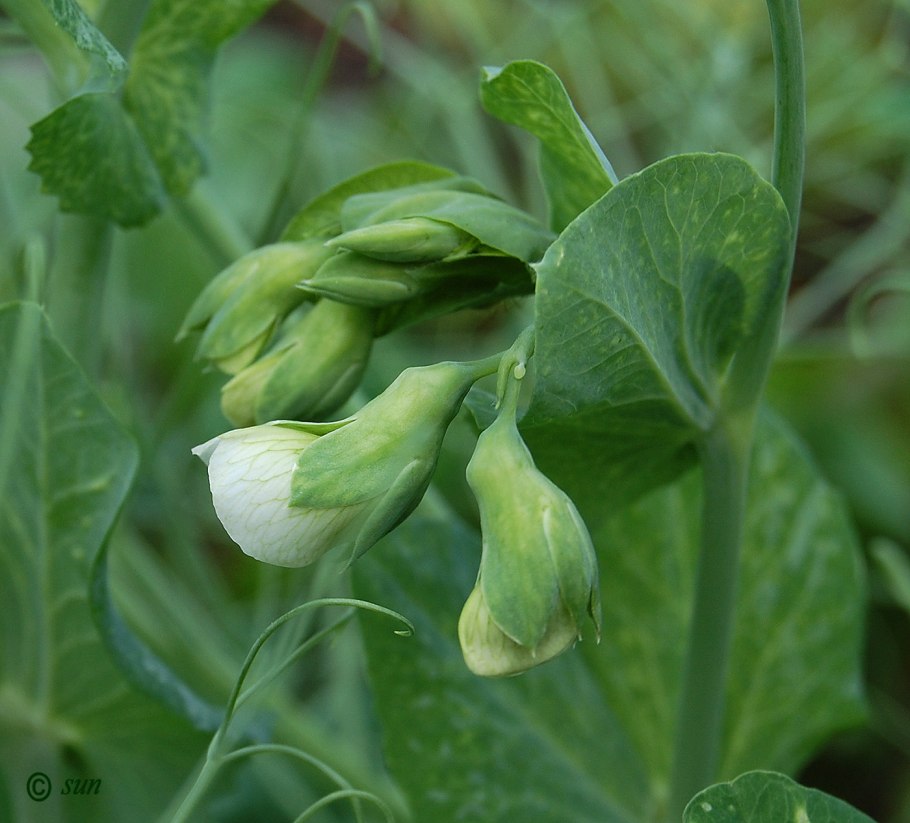 Pisum sativum - горох посевной