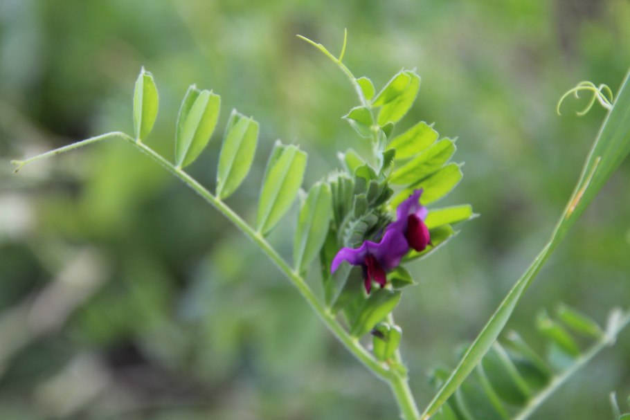Вика Яровая — Vicia Sativa l