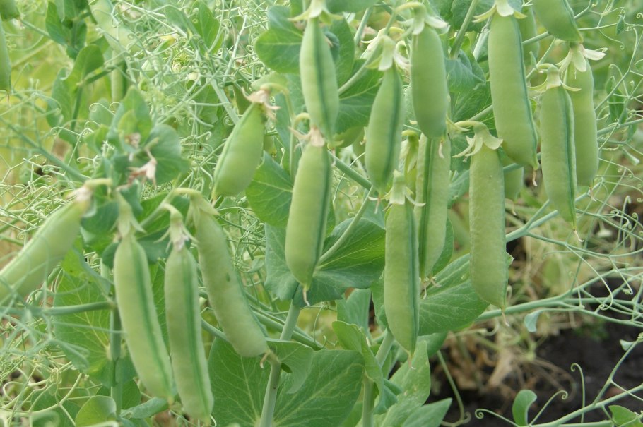 Горох посевной Фокор