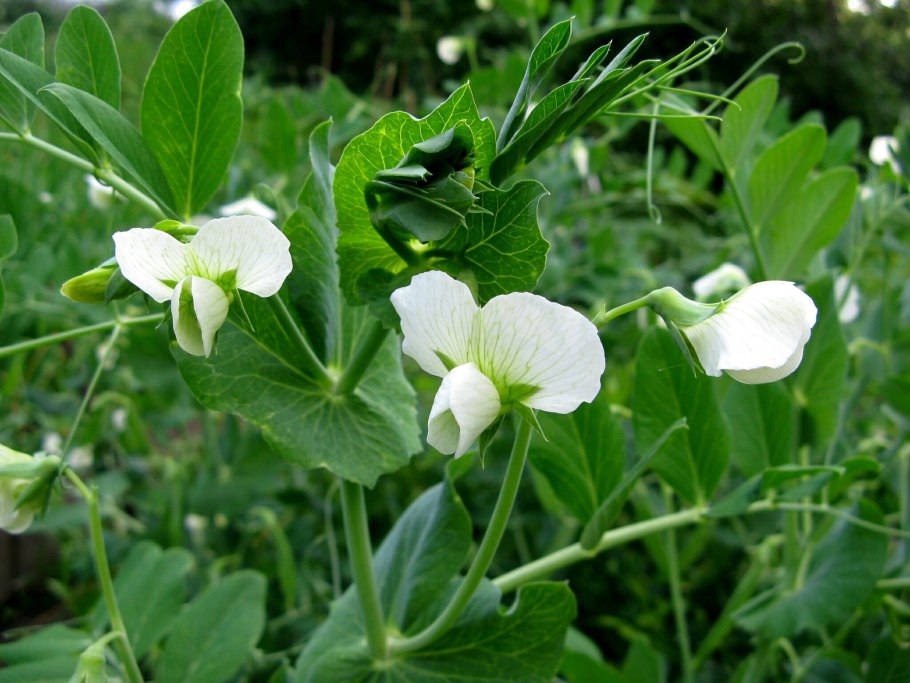 Мотыльковый горошек семена