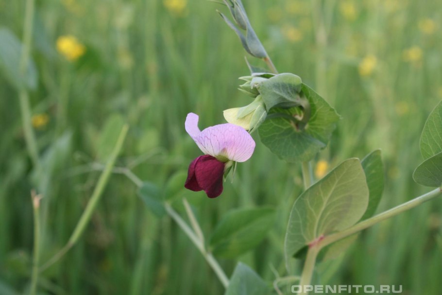 Горох обыкновенный посевной