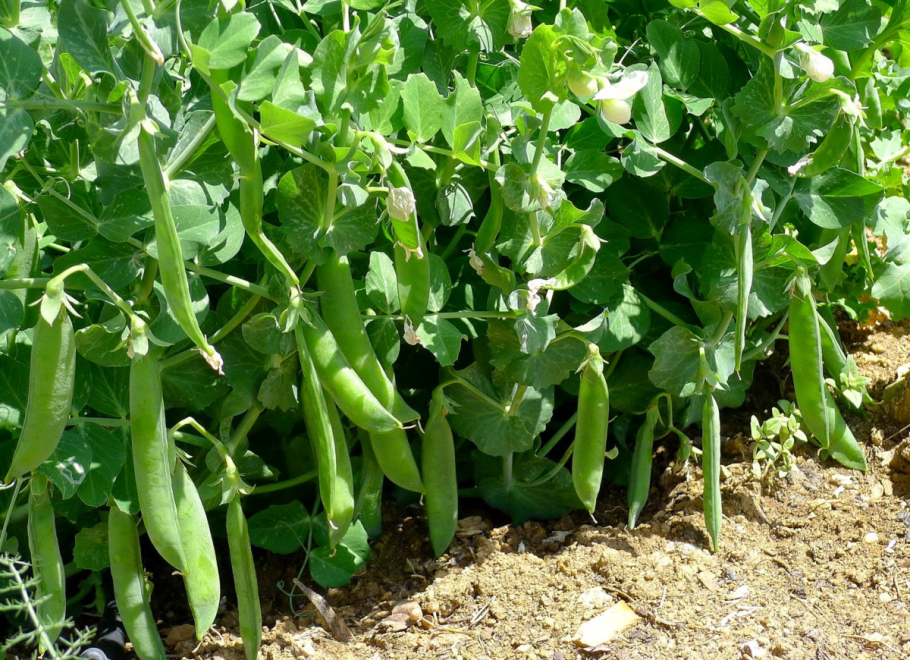 Горох Фокор