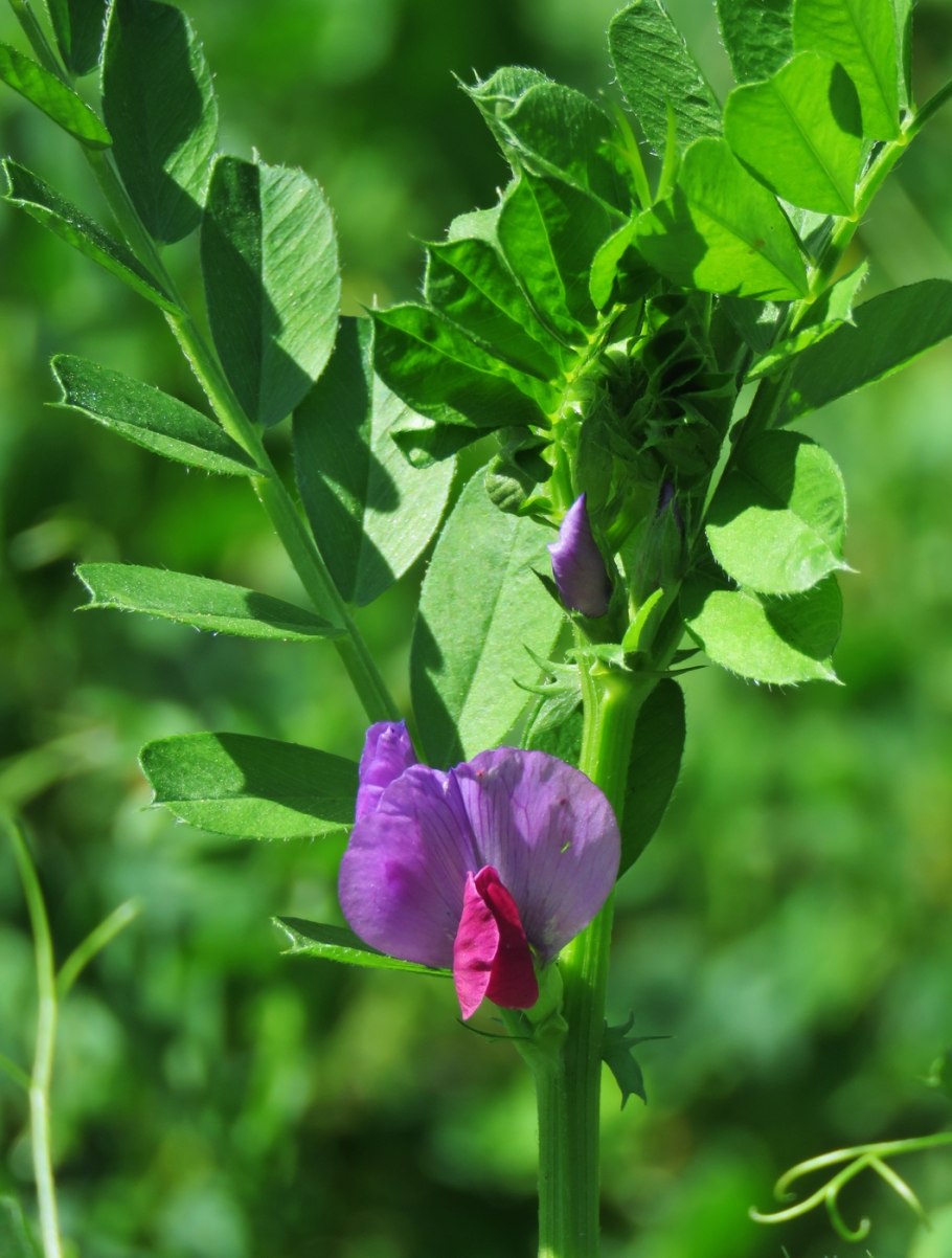 Вика горошек посевной