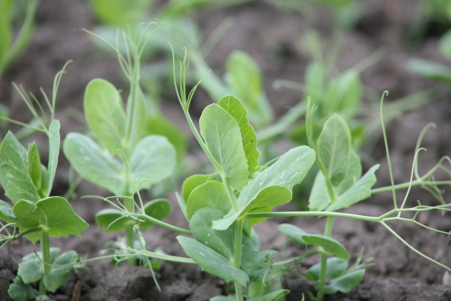 Вика посевная --- Vicia Sativa