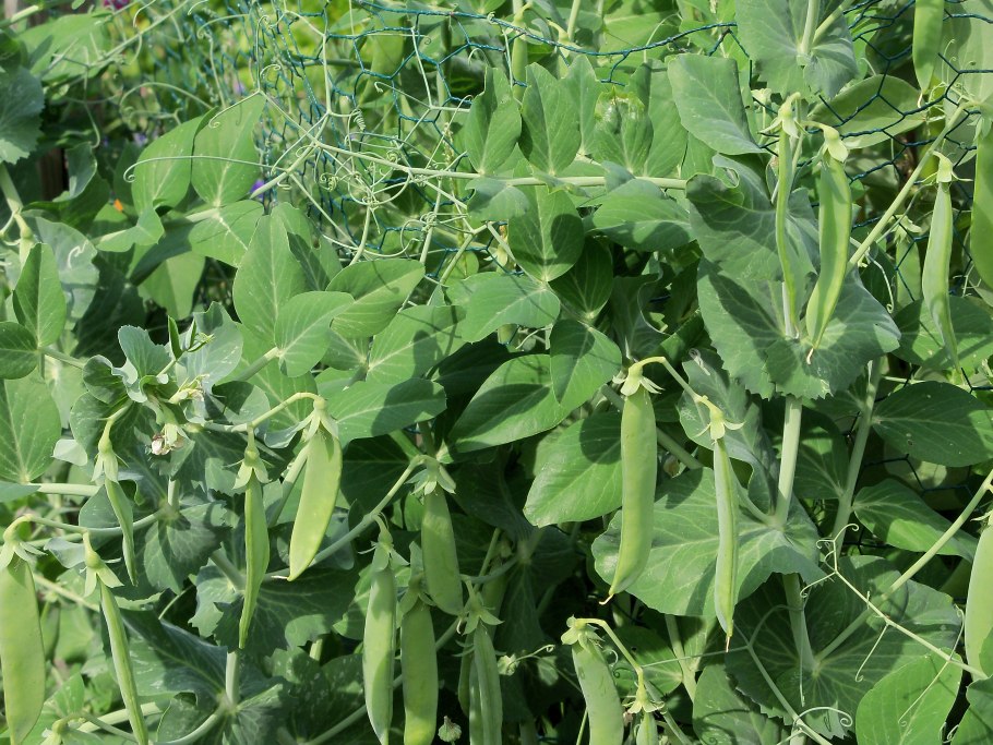 Pisum sativum - горох посевной