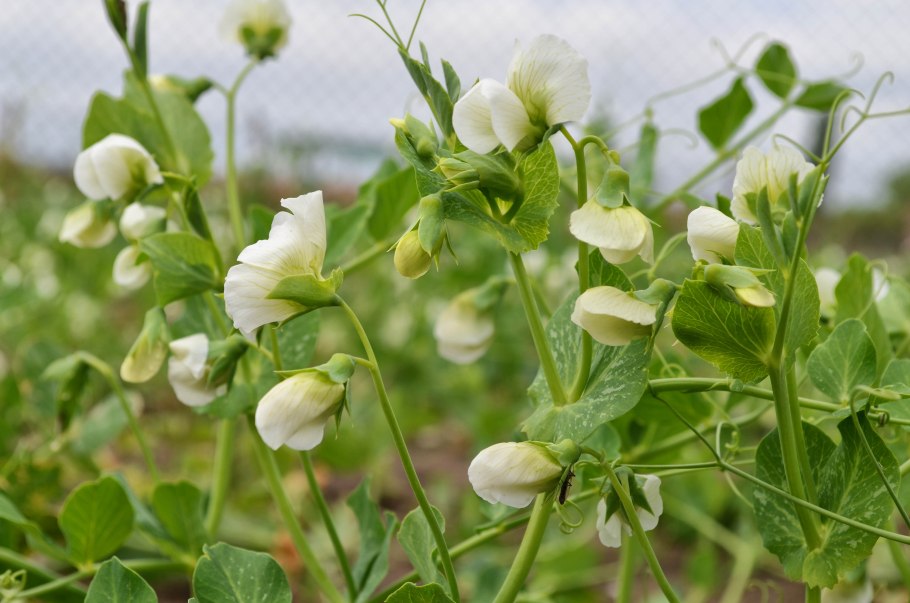 Горошек тонколистный