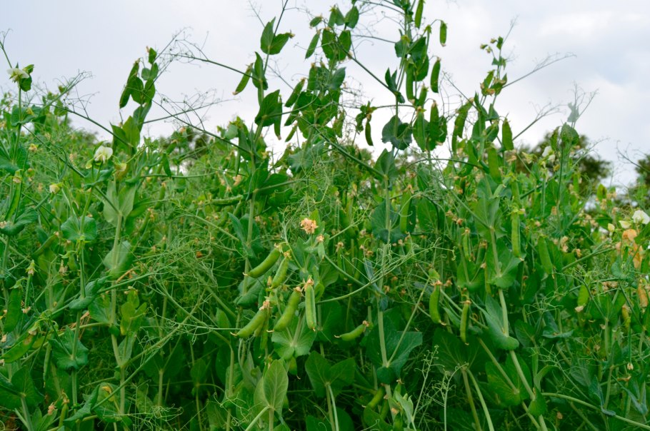 Сорта гороха Аксайский Усатый