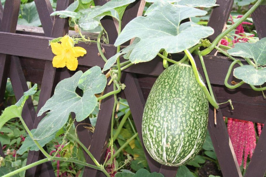 Фицифолия Кукурбита