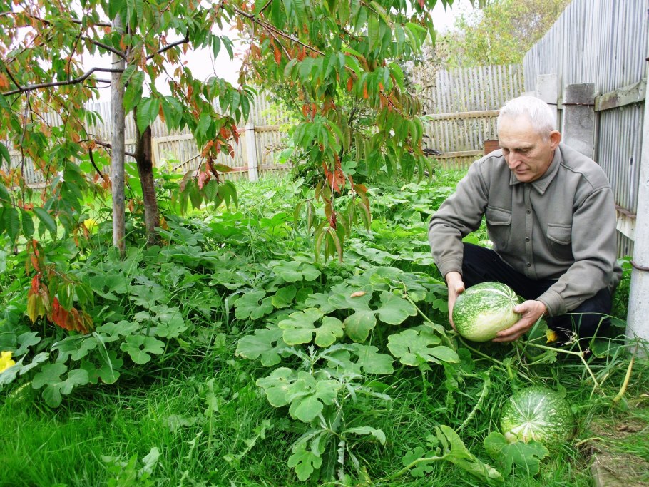 Фиголистная дыня фото