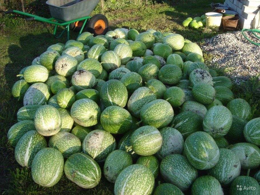 Фицифолия Кукурбита