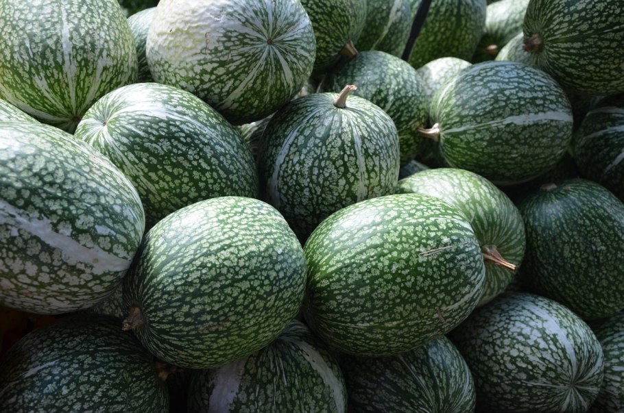 Тыква фиголистная завязь