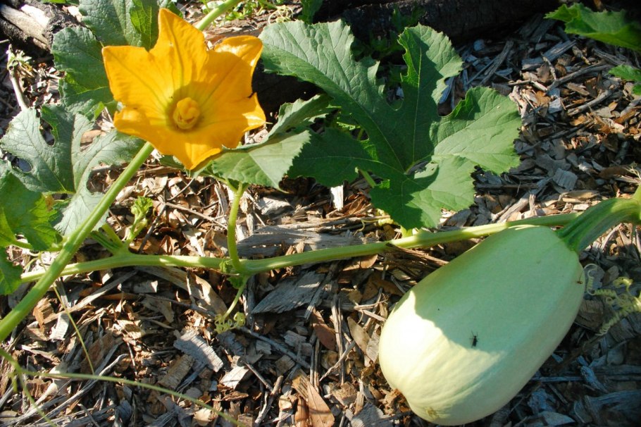 Фицифолия тыква фиголистная