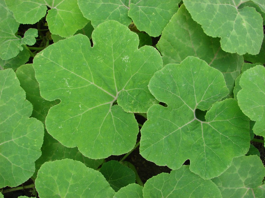 Фицифолия Кукурбита