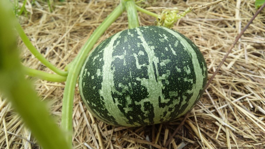 Фицифолия тыква фиголистная