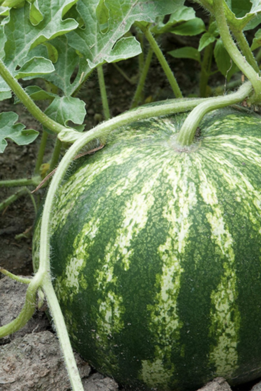 Тыква фиголистная в разрезе