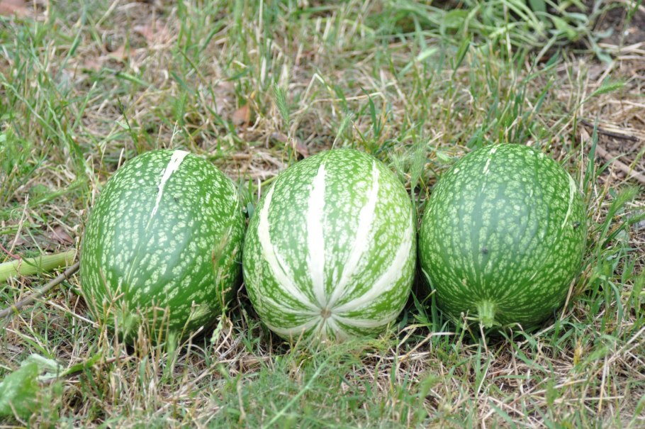 Тыква фиголистная декоративная Апельсинка