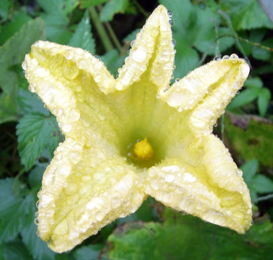 Бенинказа восковая похудения