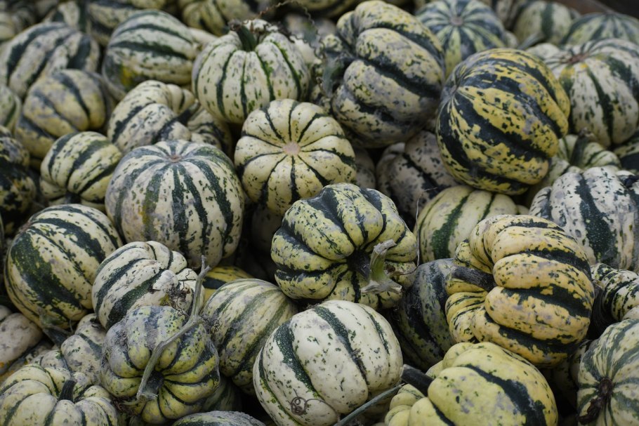 Cucurbita ecuadorensis