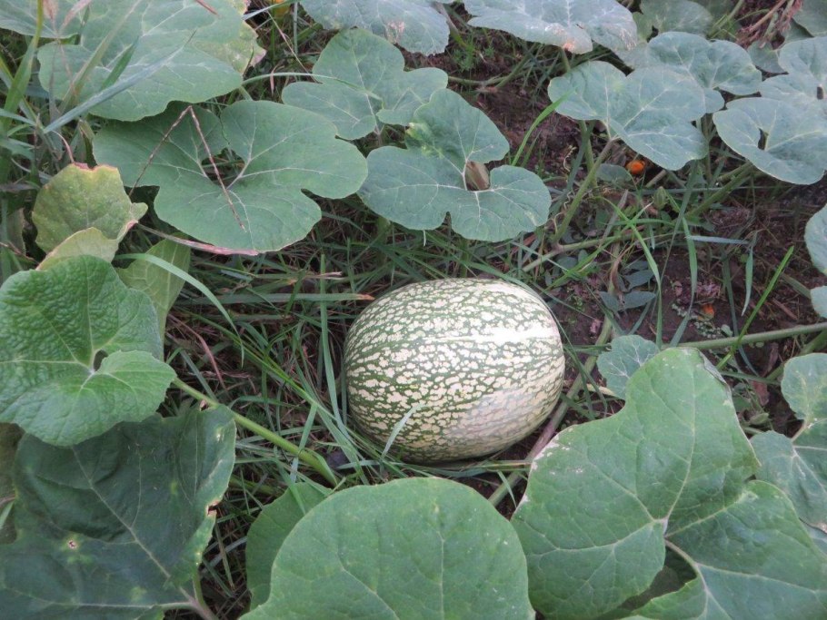 Фицифолия Кукурбита