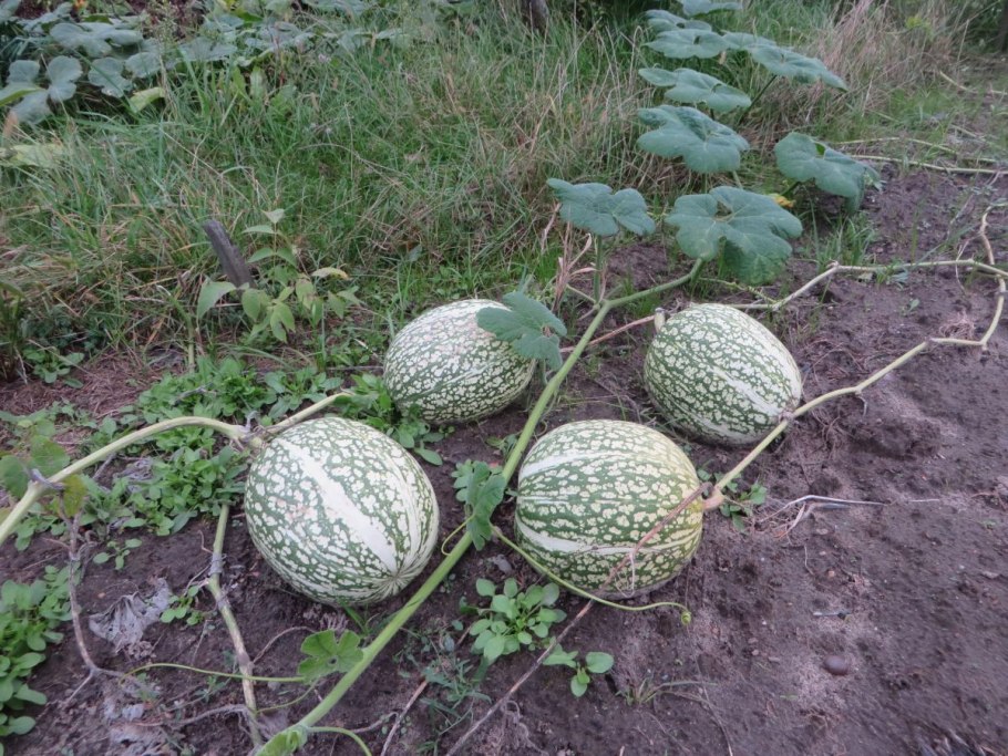 Тыква фиголистная семена