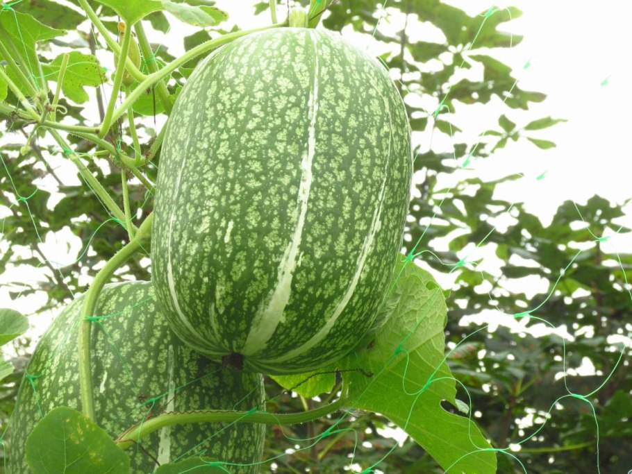 Тыква фиголистная артистка