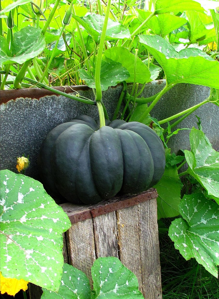 Тыква фиголистная кронен